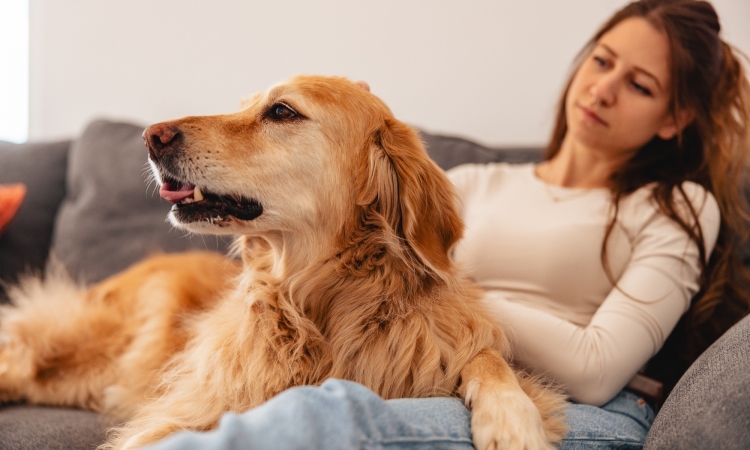 Cane anziano: come mantenerlo in salute più a lungo e quali controlli fare